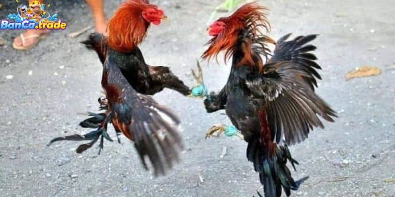 Tổng quan về loại hình đá gà Campuchia